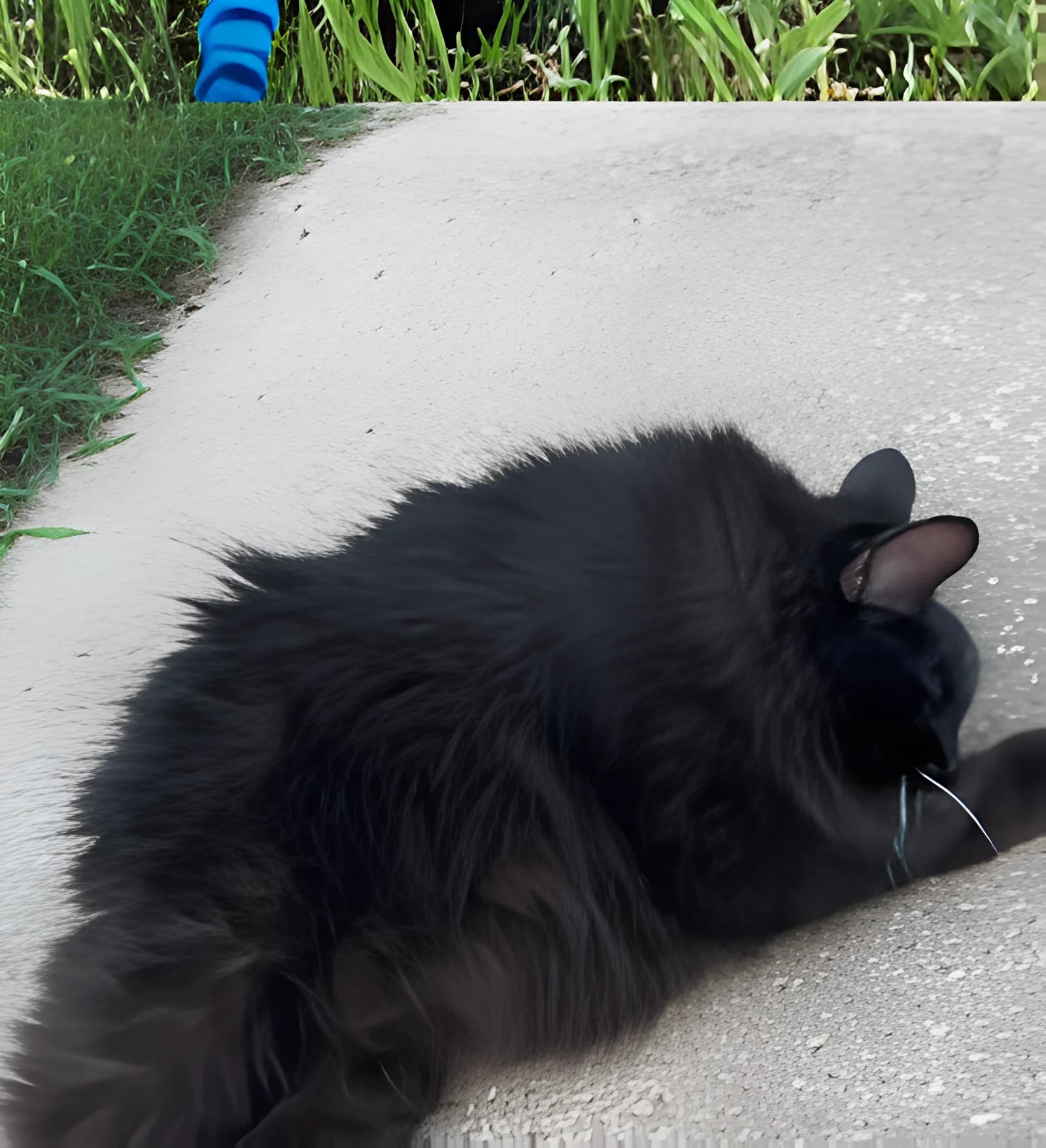 Meemers curled into a compact loaf on a concrete step beside grass