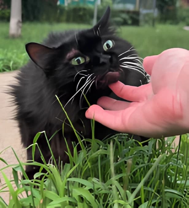A hand reaching in to scratch Meemers' chin while she sits in the grass